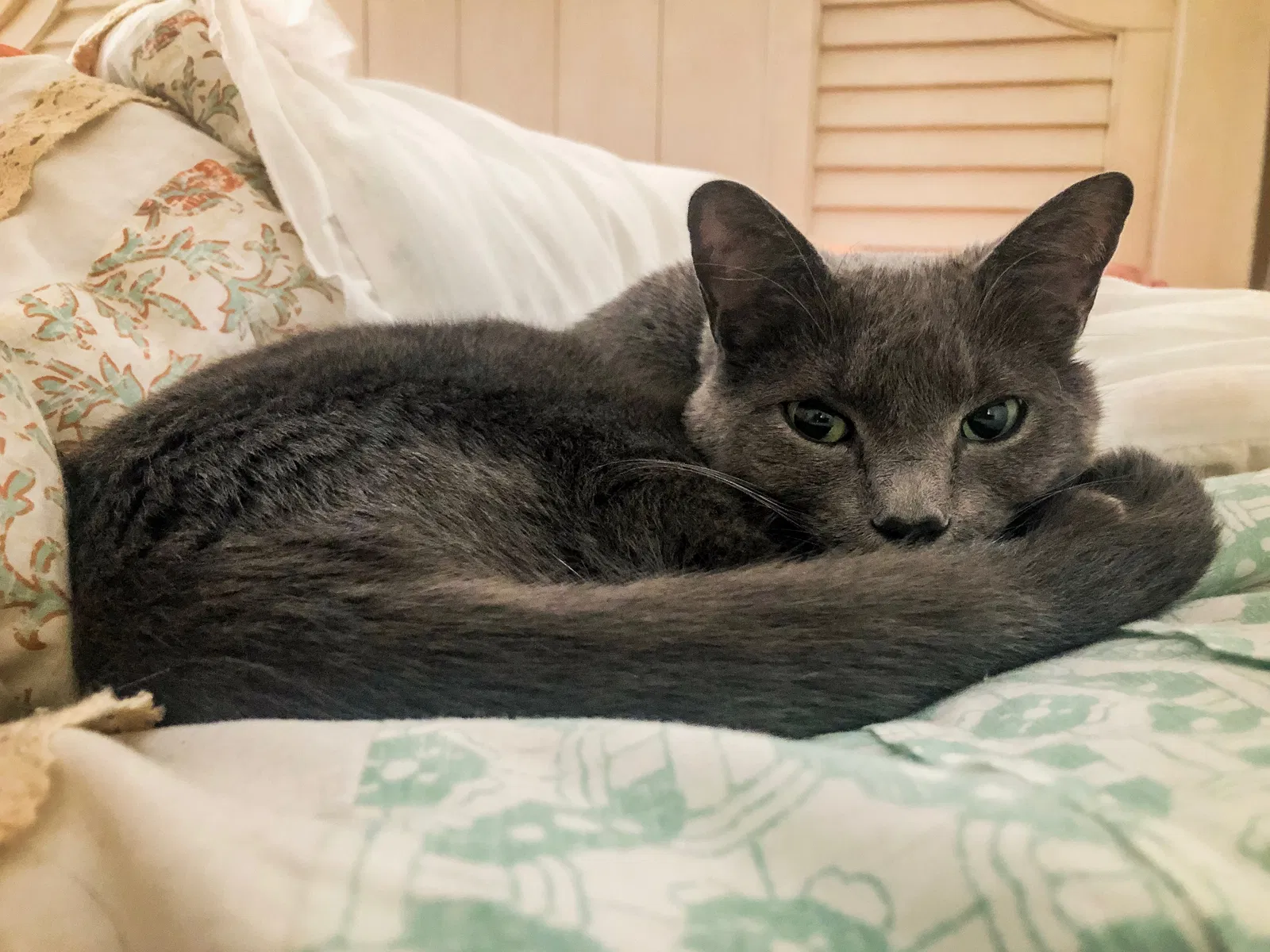 Lost cat in Carrollton, TX, 75010