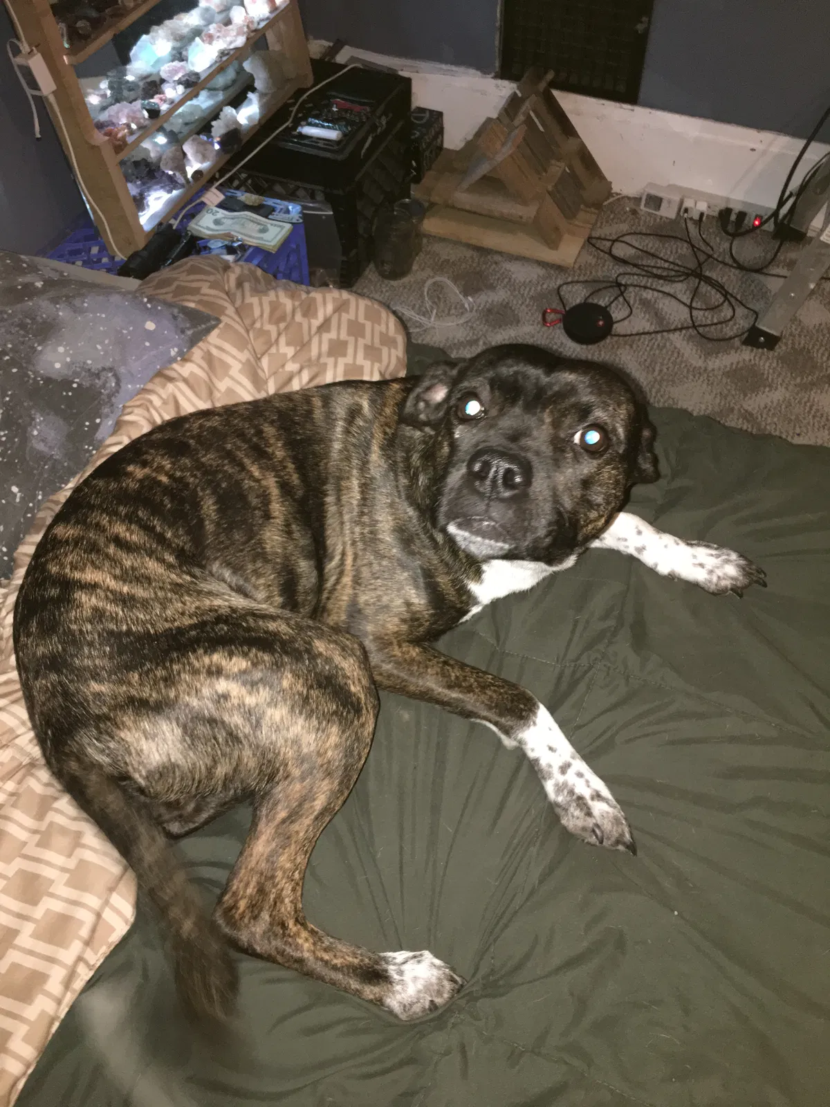 Lost dog in Columbus, OH, 43201