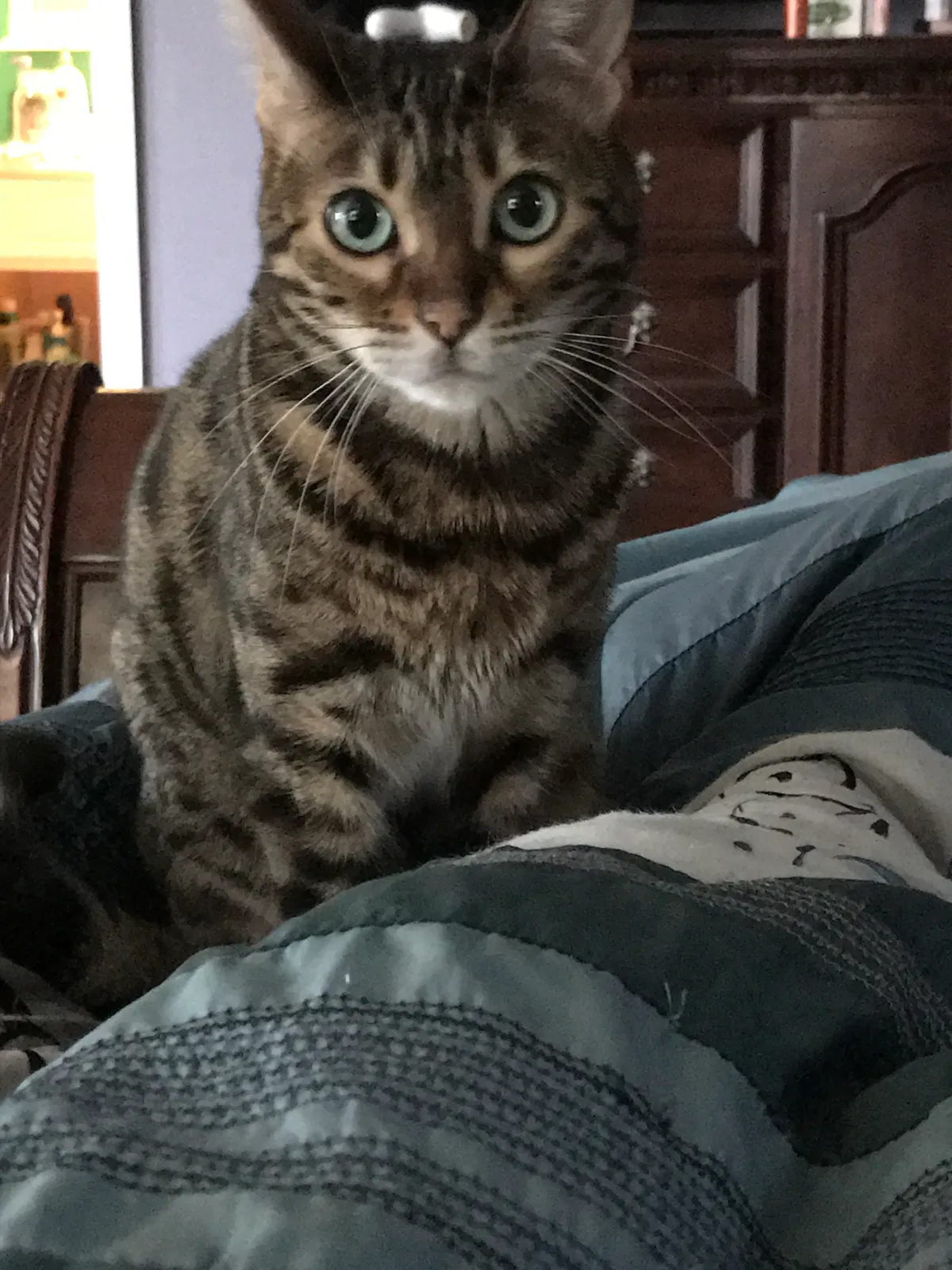 Lost cat in Virginia Beach, VA, 23454