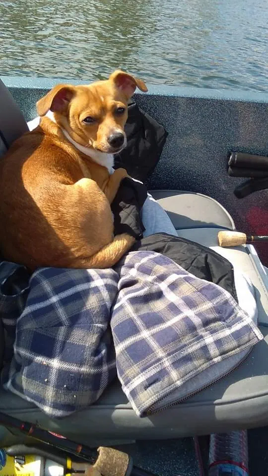 Lost dog in Isleton, CA, 95641