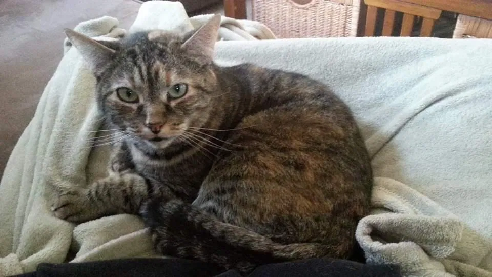 Lost cat in Aurora, CO, 80016