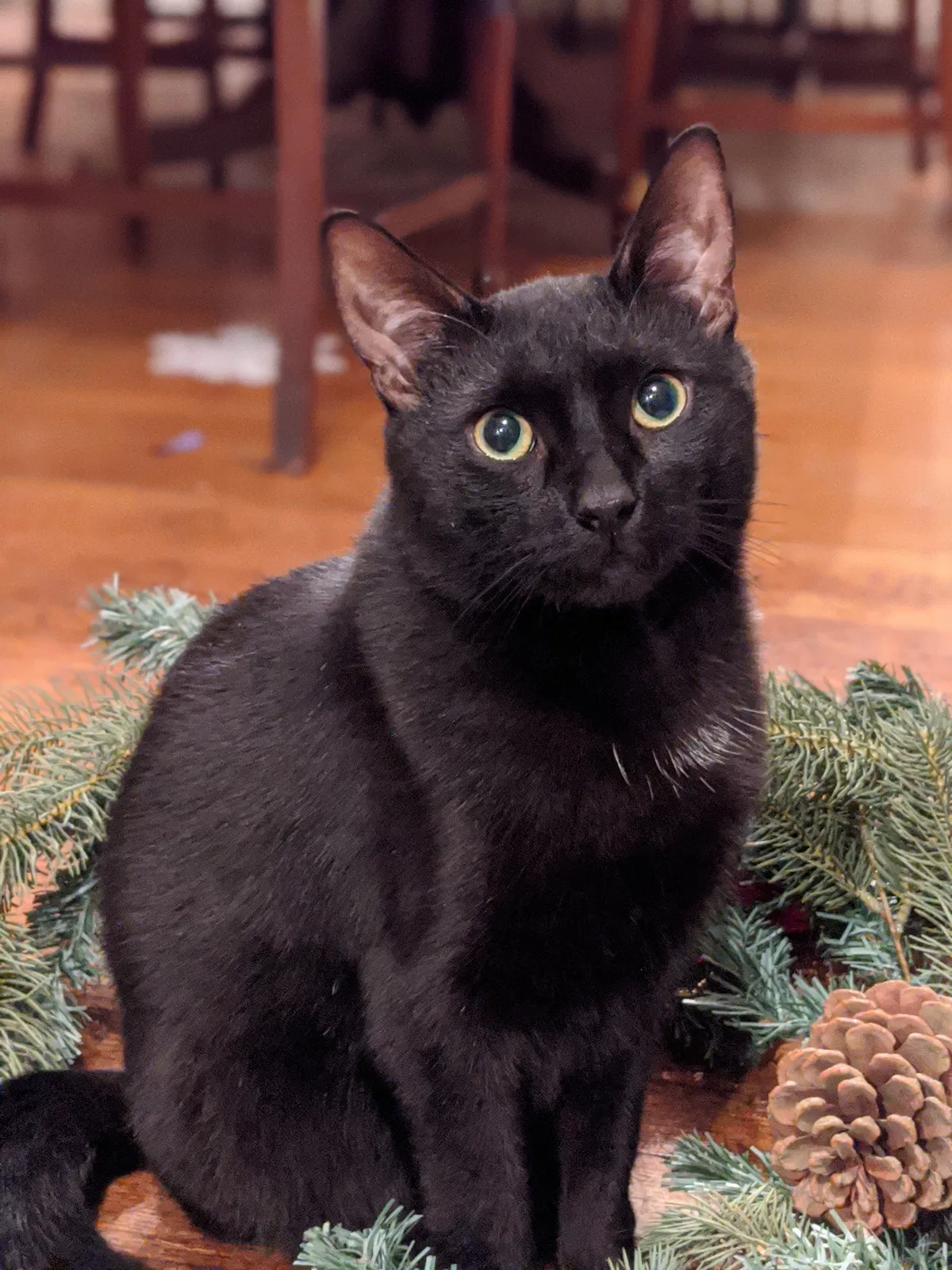 Lost cat in Palmyra, NJ, 8065