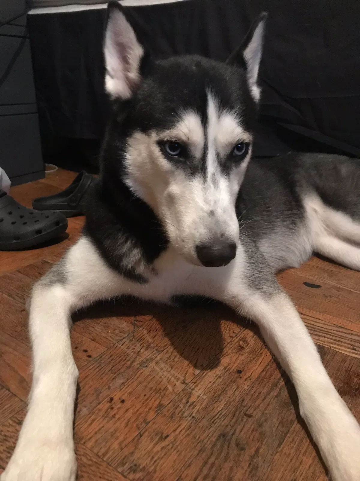 Lost dog in Holiday, FL, 34691