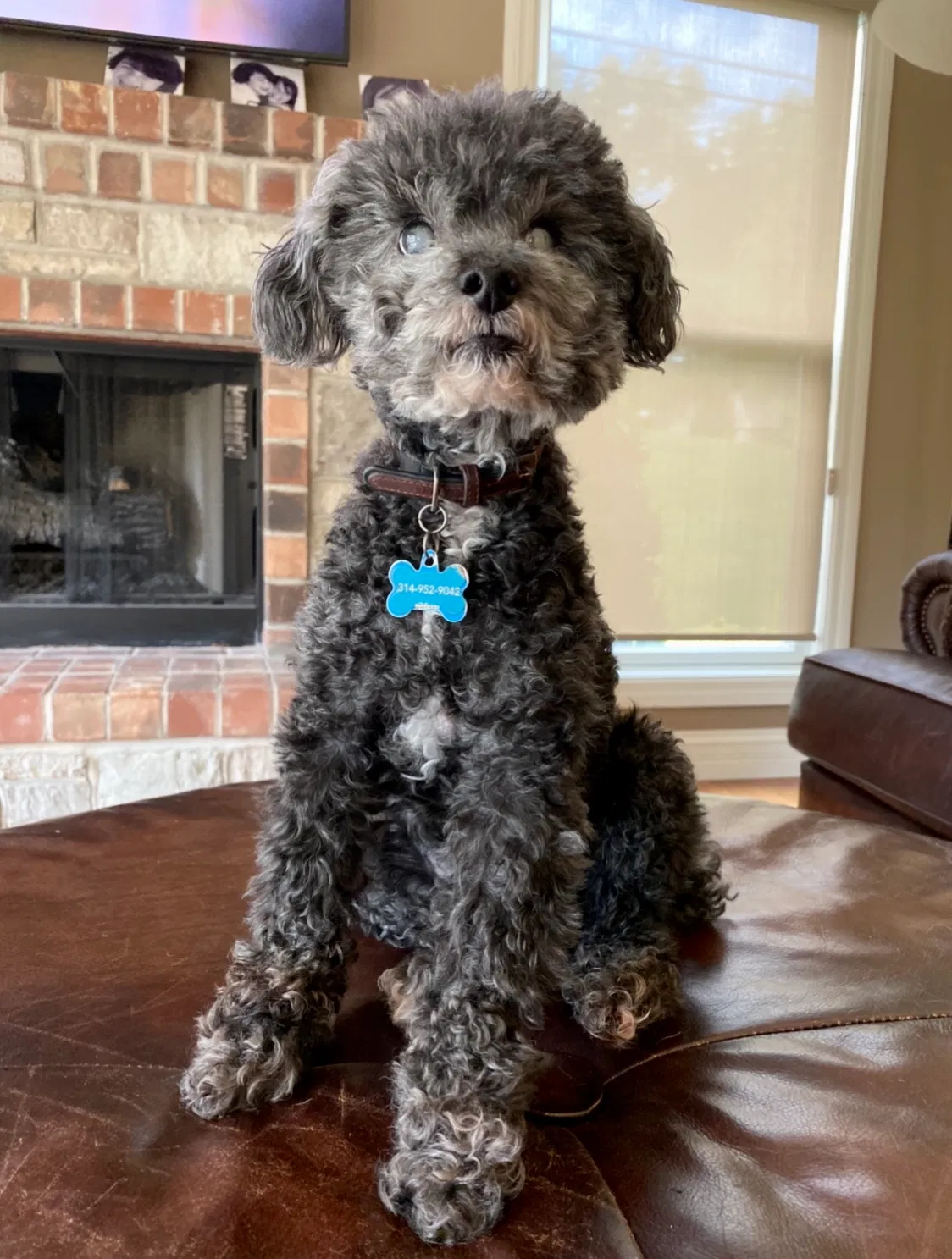 Lost dog in Saint Louis, MO, 63132