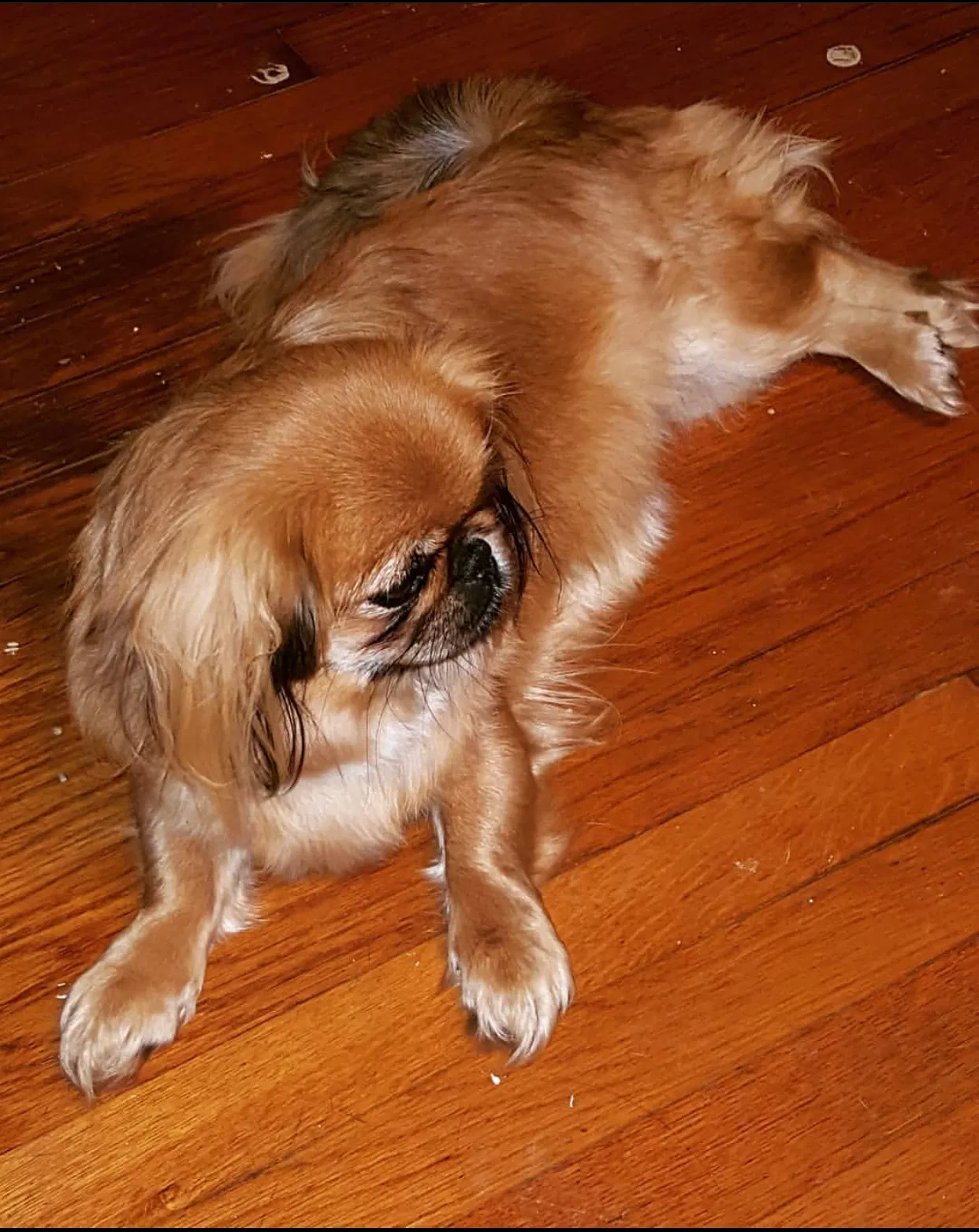 Lost dog in Spartanburg, SC, 29303
