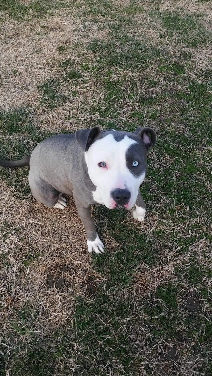Lost dog in Kansas City, MO, 64123