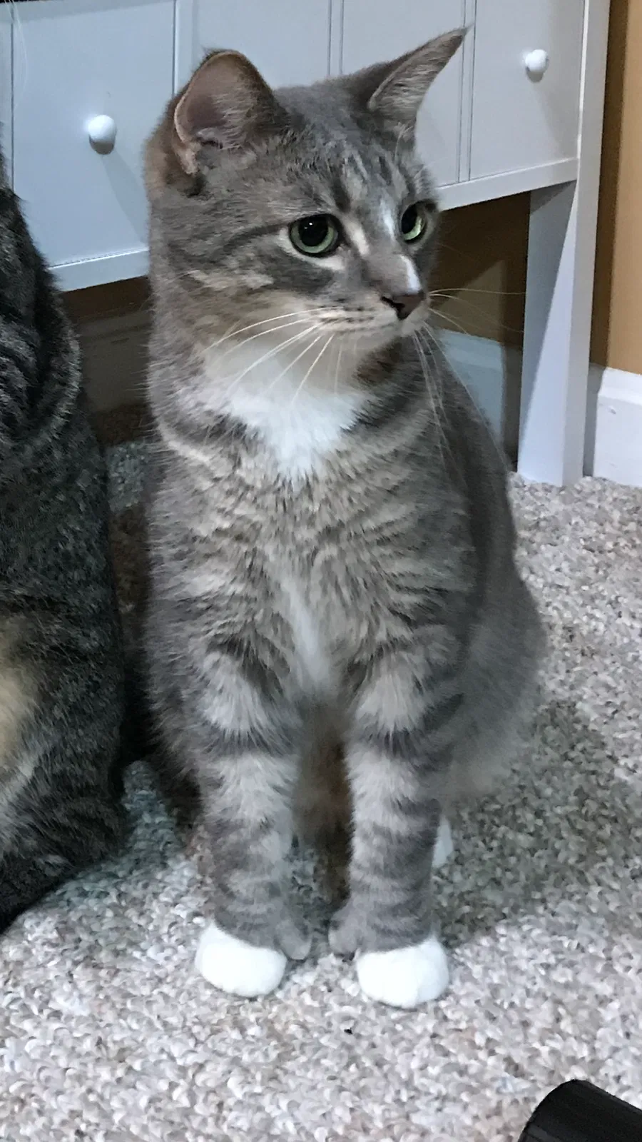 Lost cat in Hamilton, OH, 45011