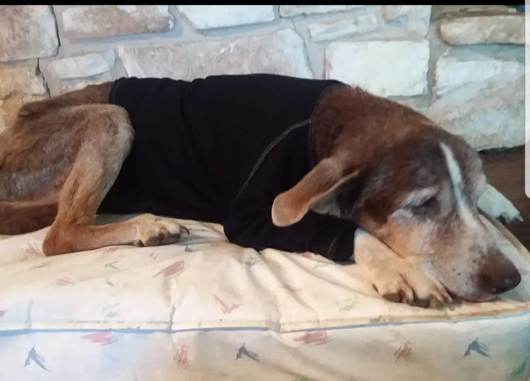 Lost dog in San Antonio, TX, 78233