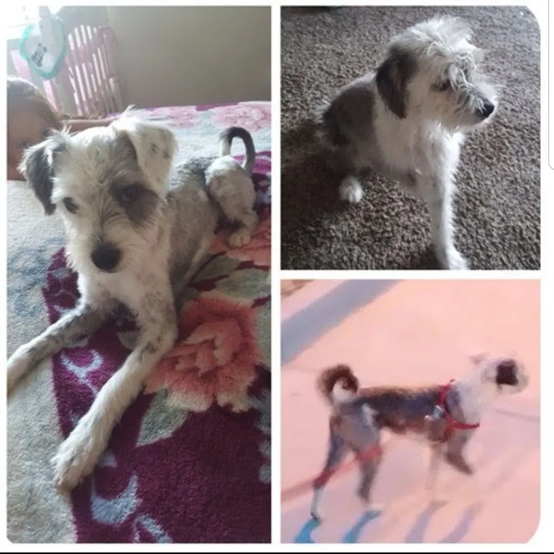 Lost dog in Los Lunas, NM, 87031