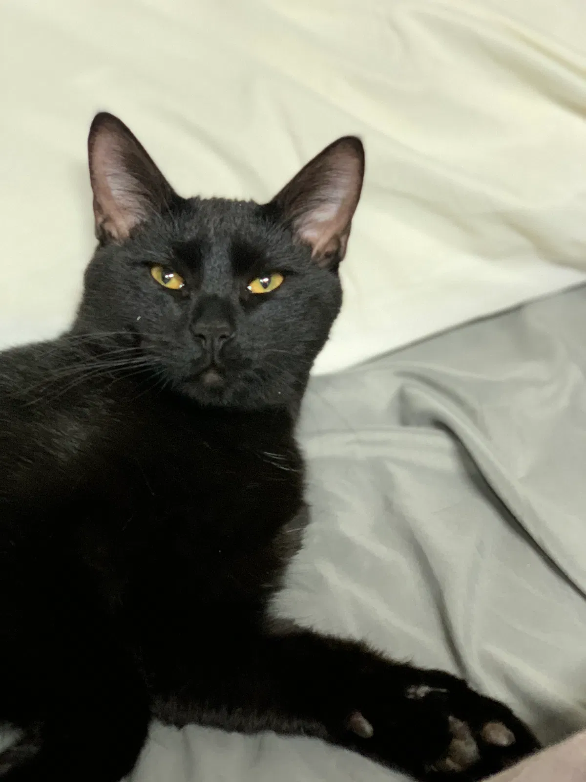 Lost cat in Hamilton, OH, 45015