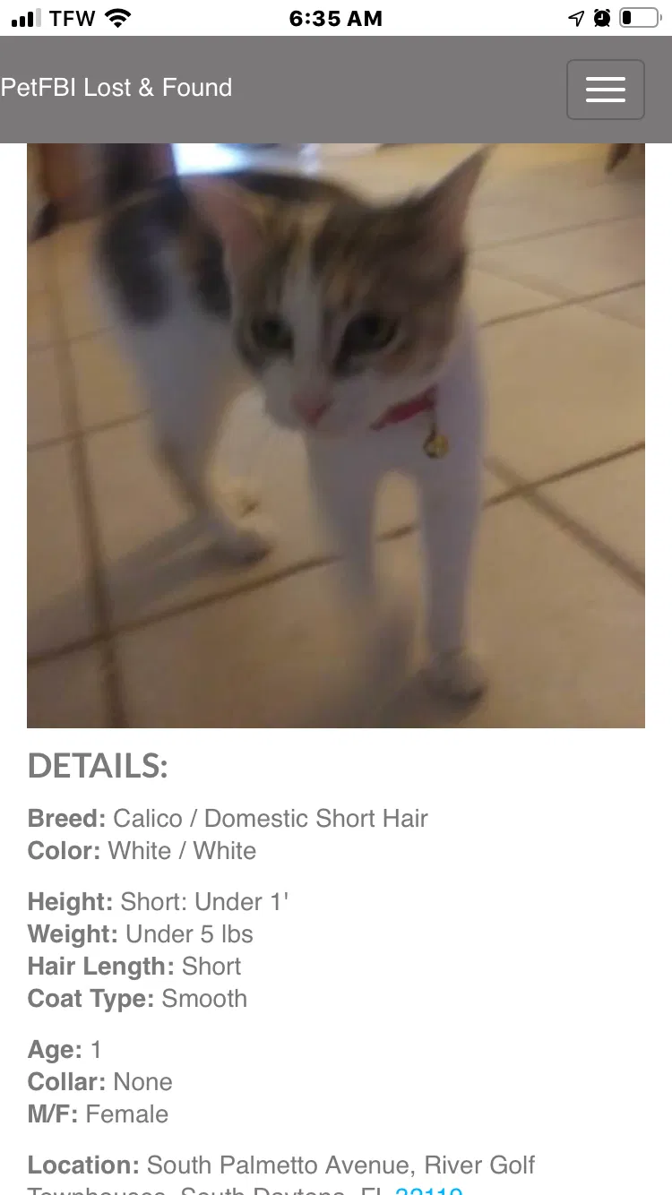 Lost cat in Daytona Beach, FL, 32119