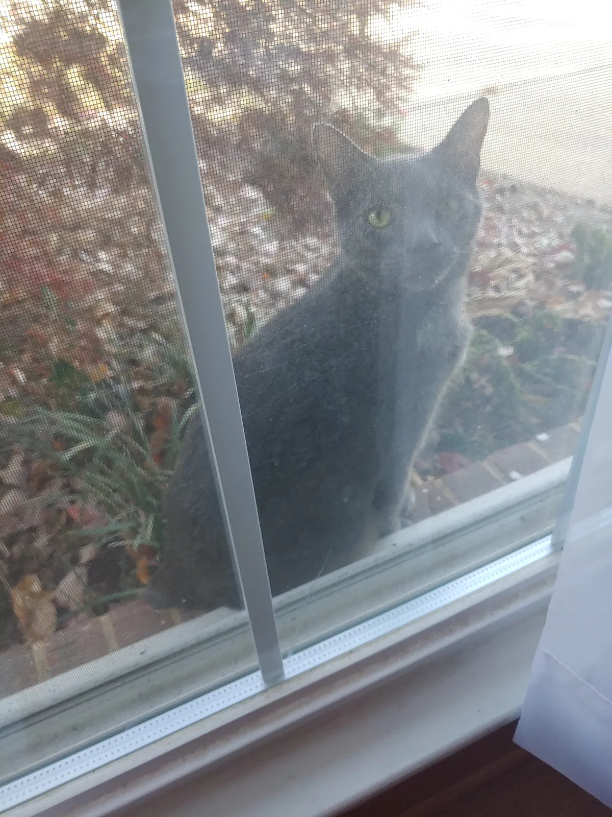 Lost cat in Falls Church, VA, 22046