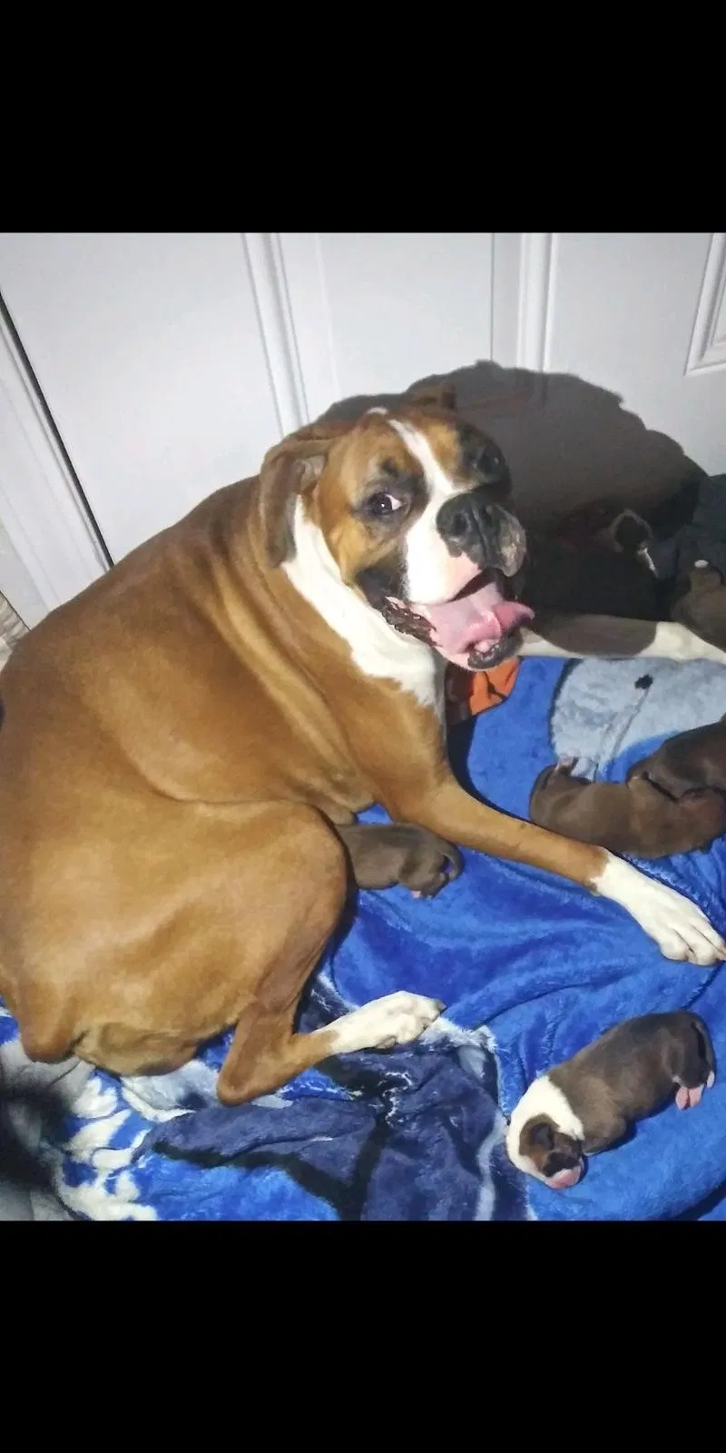 Lost dog in Bloomington, CA, 92316