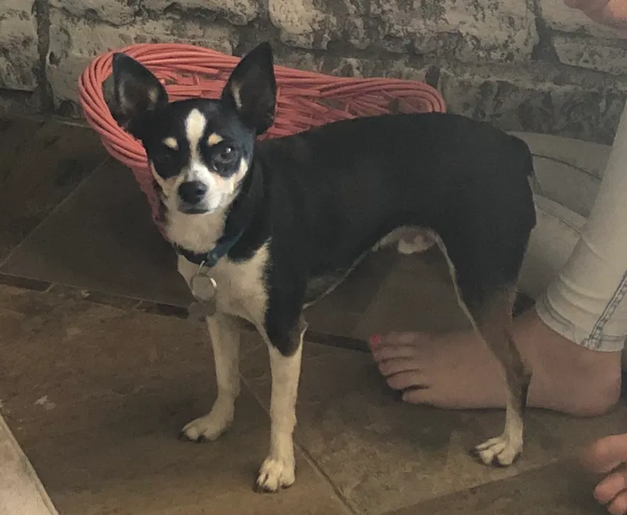 Lost dog in Queen Creek, AZ, 85142