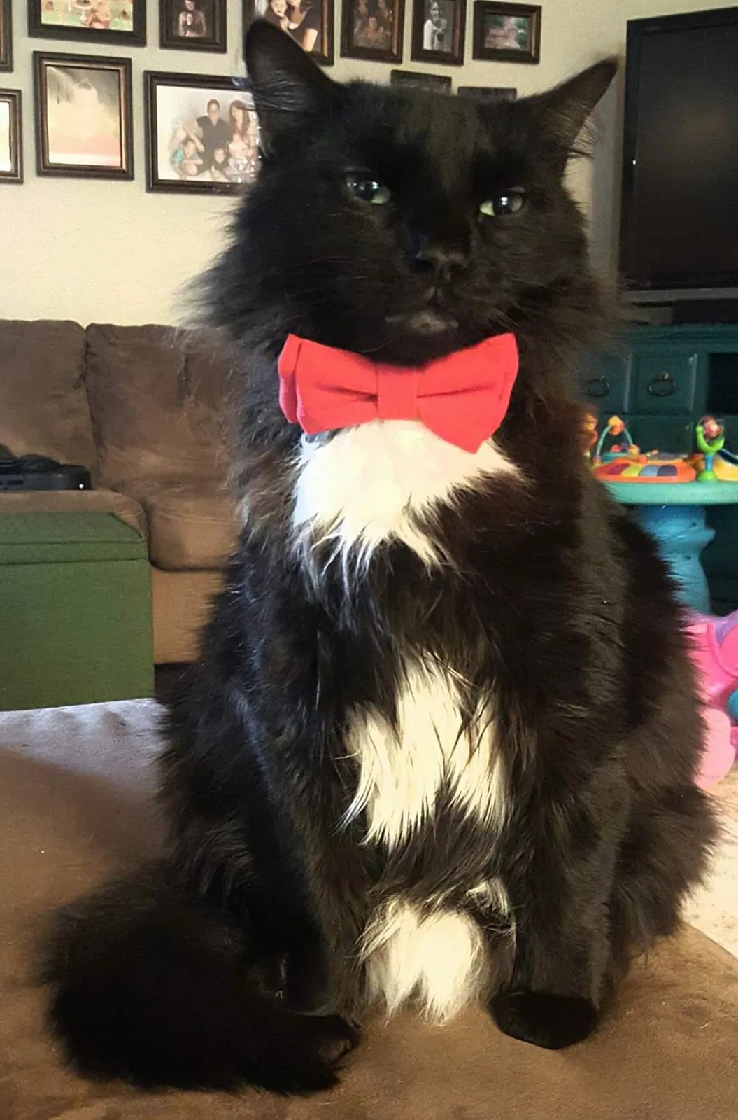Lost cat in Norfolk, VA, 23513