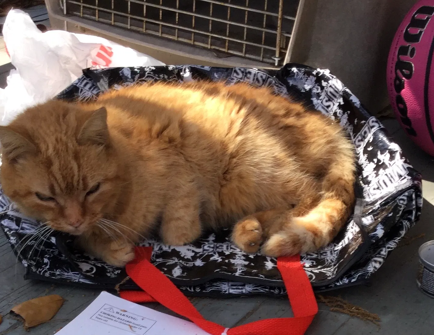 Lost cat in New Orleans, LA, 70118