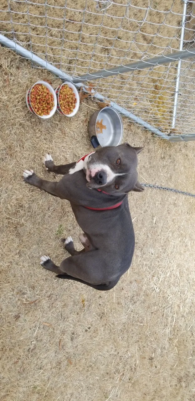 Lost dog in Oklahoma City, OK, 73139