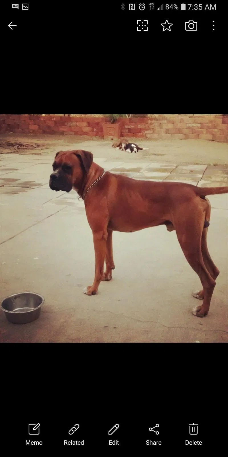 Lost dog in Bloomington, CA, 92316
