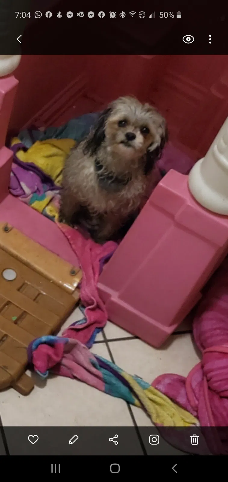 Lost dog in Long Beach, CA, 90805