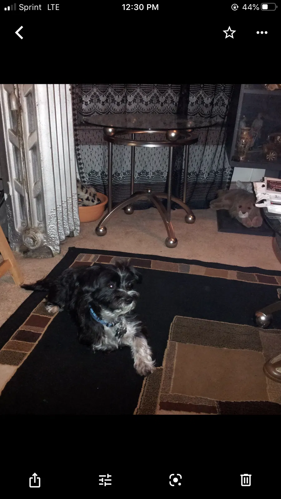Lost dog in Chicago, IL, 60628