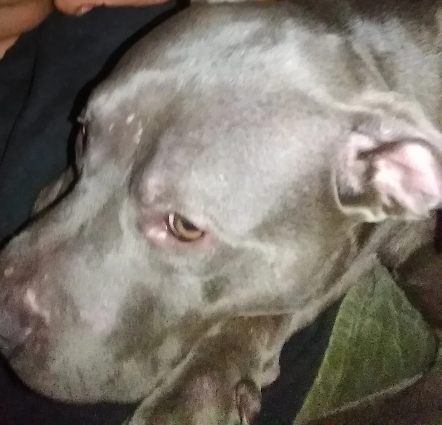 Lost dog in High Point, NC, 27262