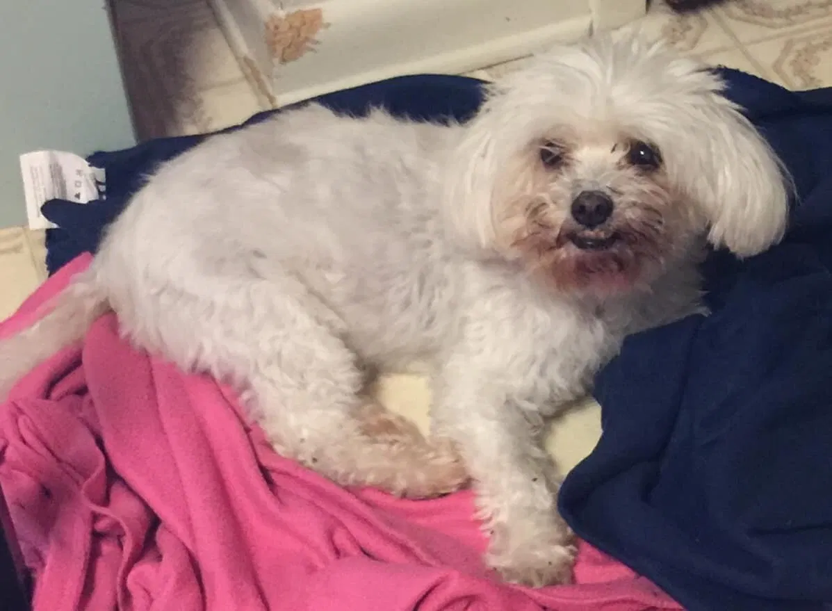 Lost dog in Tampa, FL, 33626