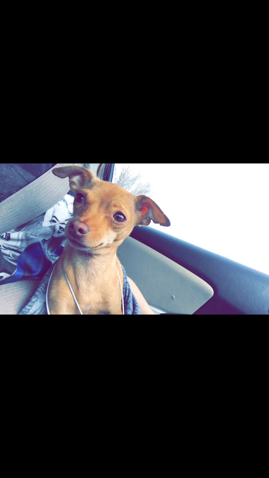 Lost dog in Albuquerque, NM, 87108