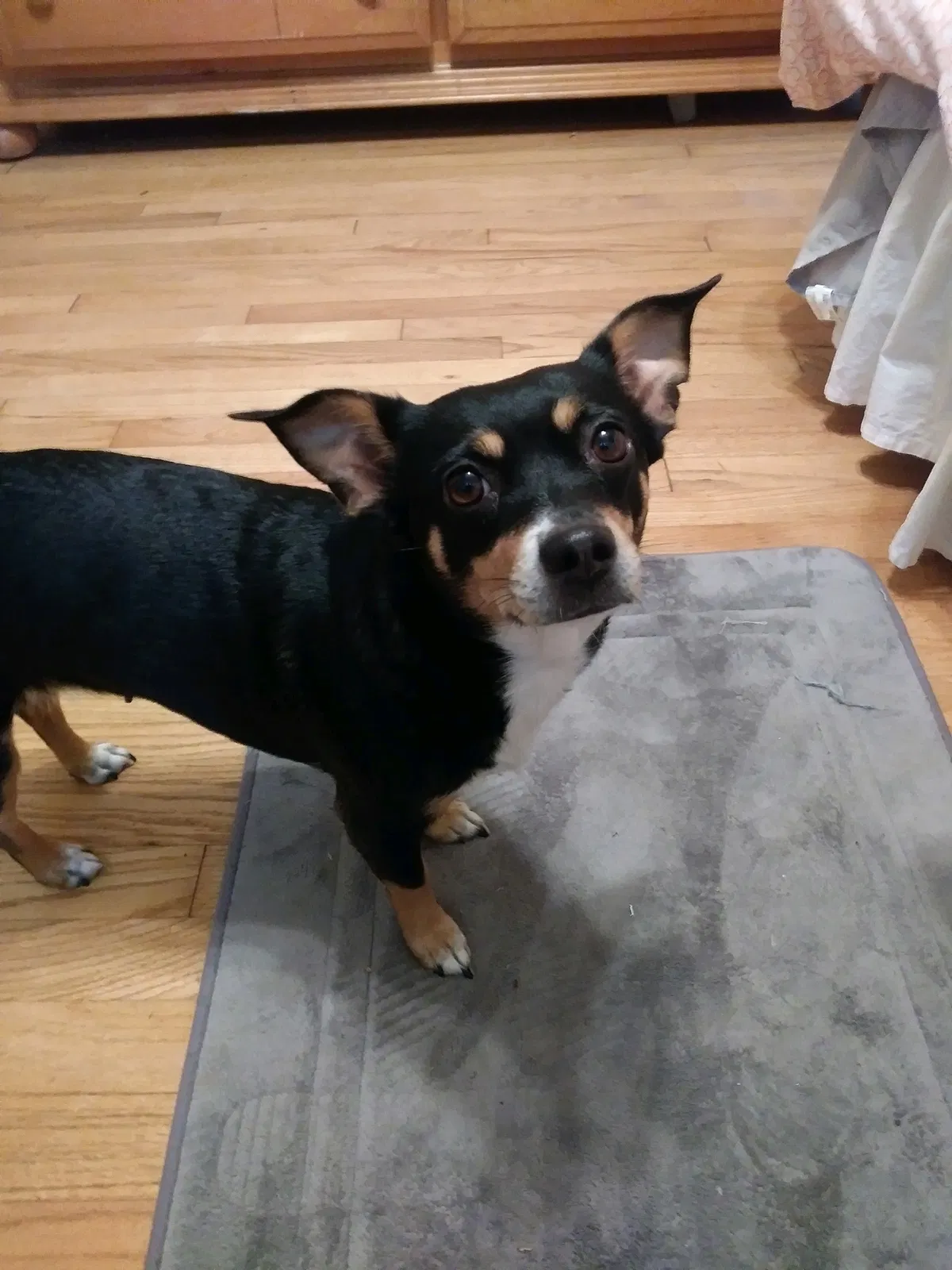 Lost dog in Euless, TX, 76039