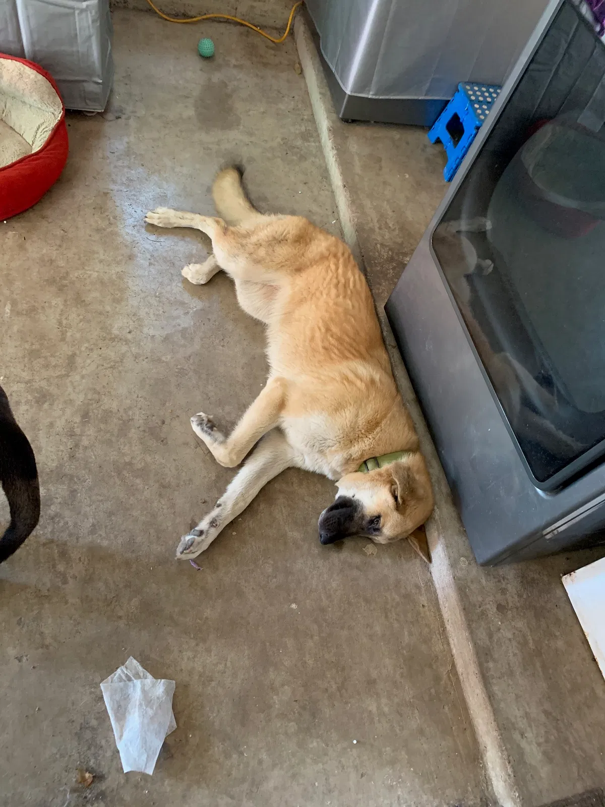 Lost dog in Edinburg, TX, 78542