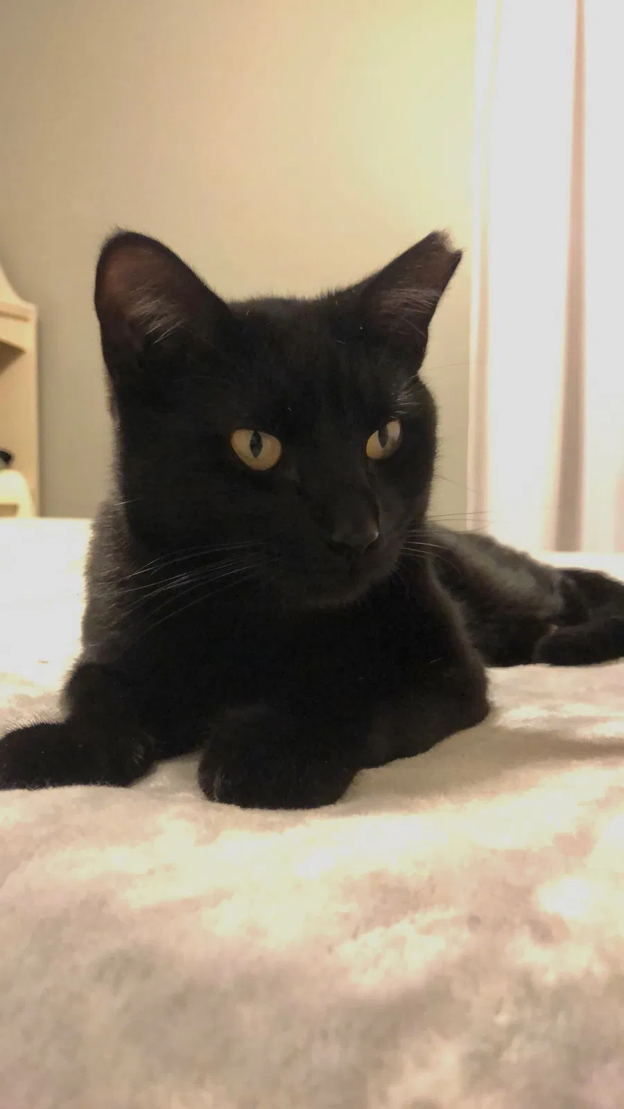 Lost cat in Oconomowoc, WI, 53066