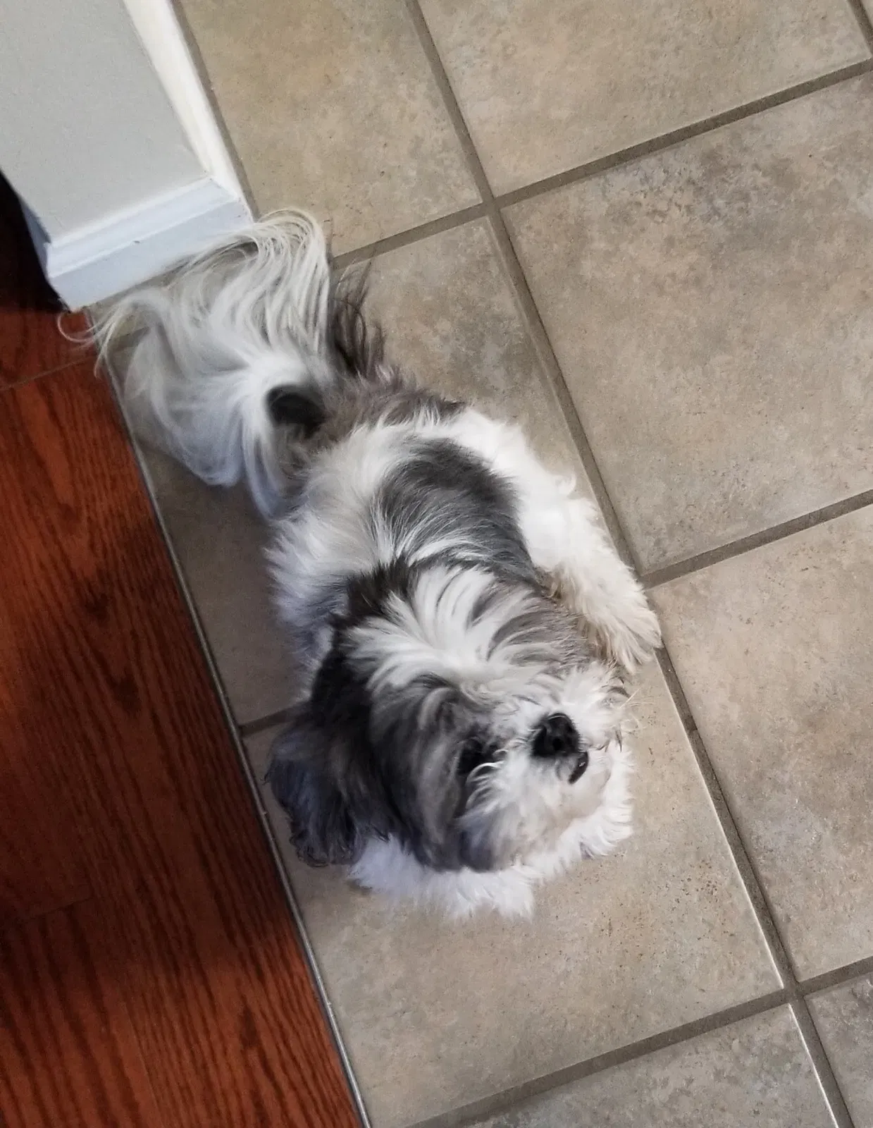 Lost dog in Columbia, SC, 29229