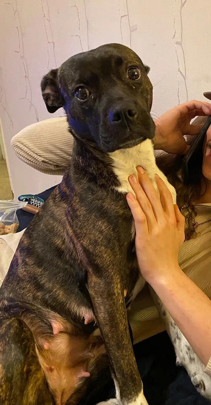 Lost dog in Columbus, OH, 43219