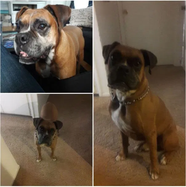 Lost dog in Buellton, CA, 93427