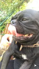 Lost dog in Bakersfield, CA, 93312