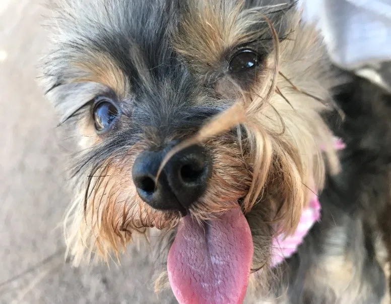Lost dog in Tucson, AZ, 85745
