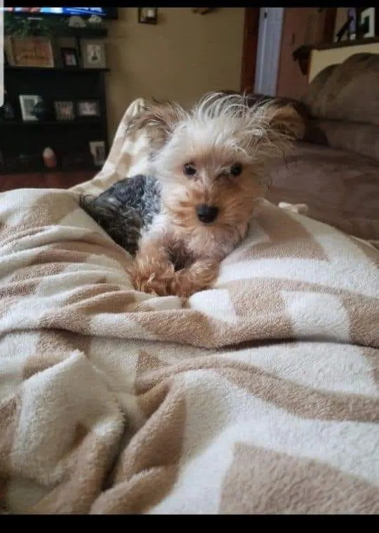 Lost dog in Harleton, TX, 75651