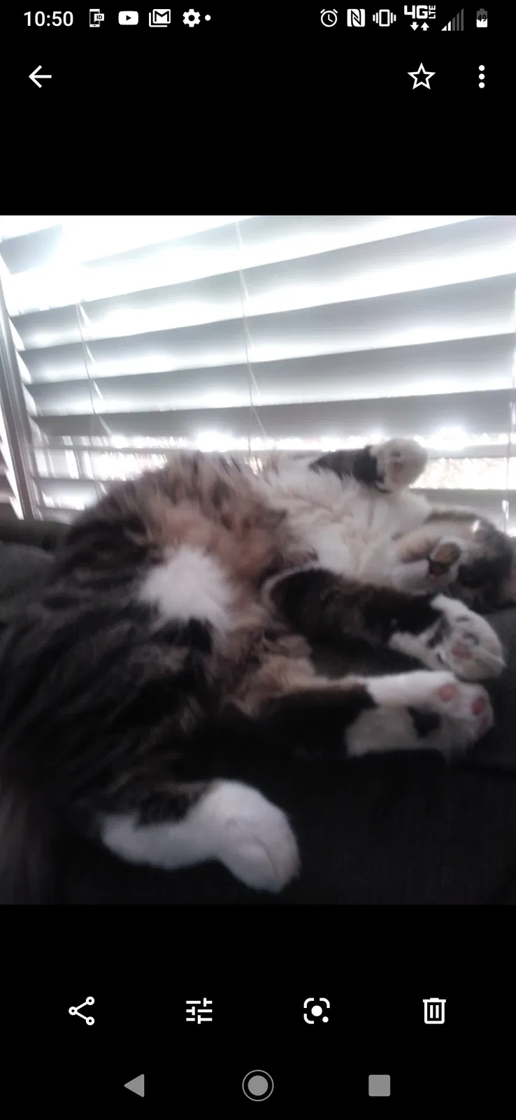 Lost cat in Trussville, AL, 35173