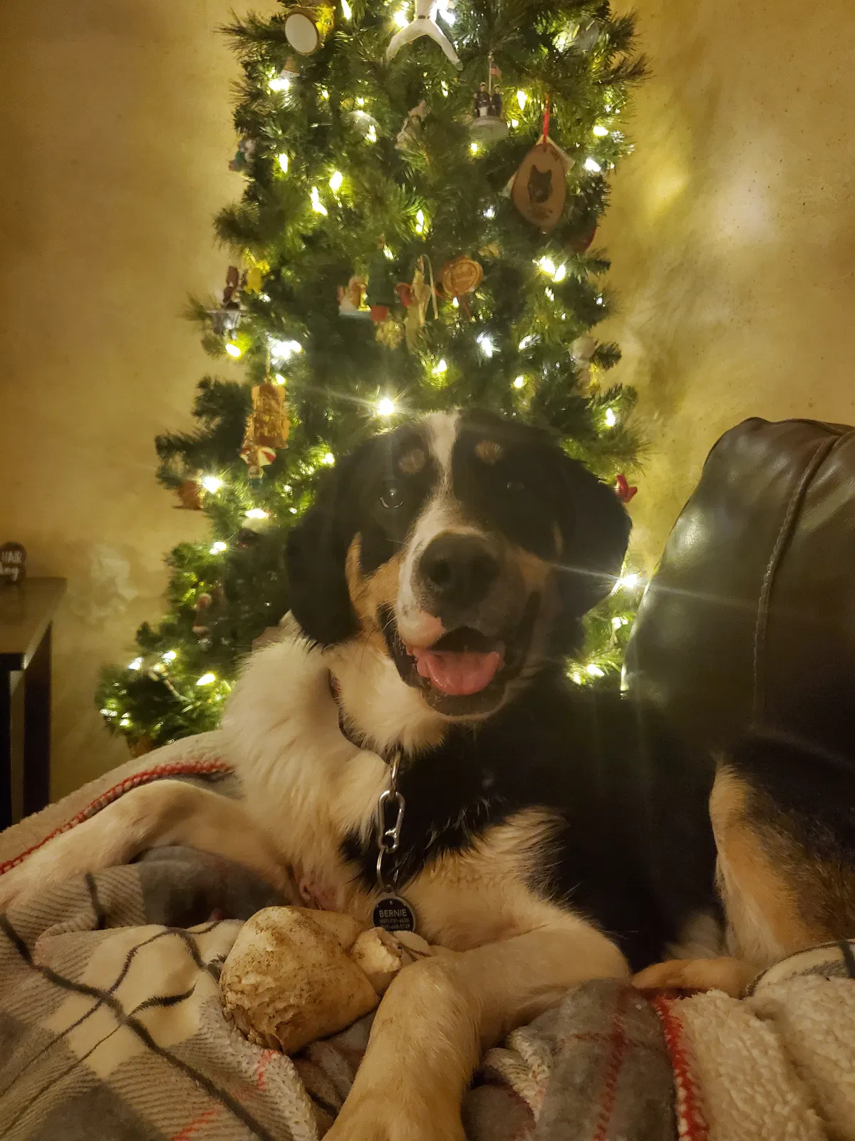 Lost dog in Cincinnati, OH, 45219