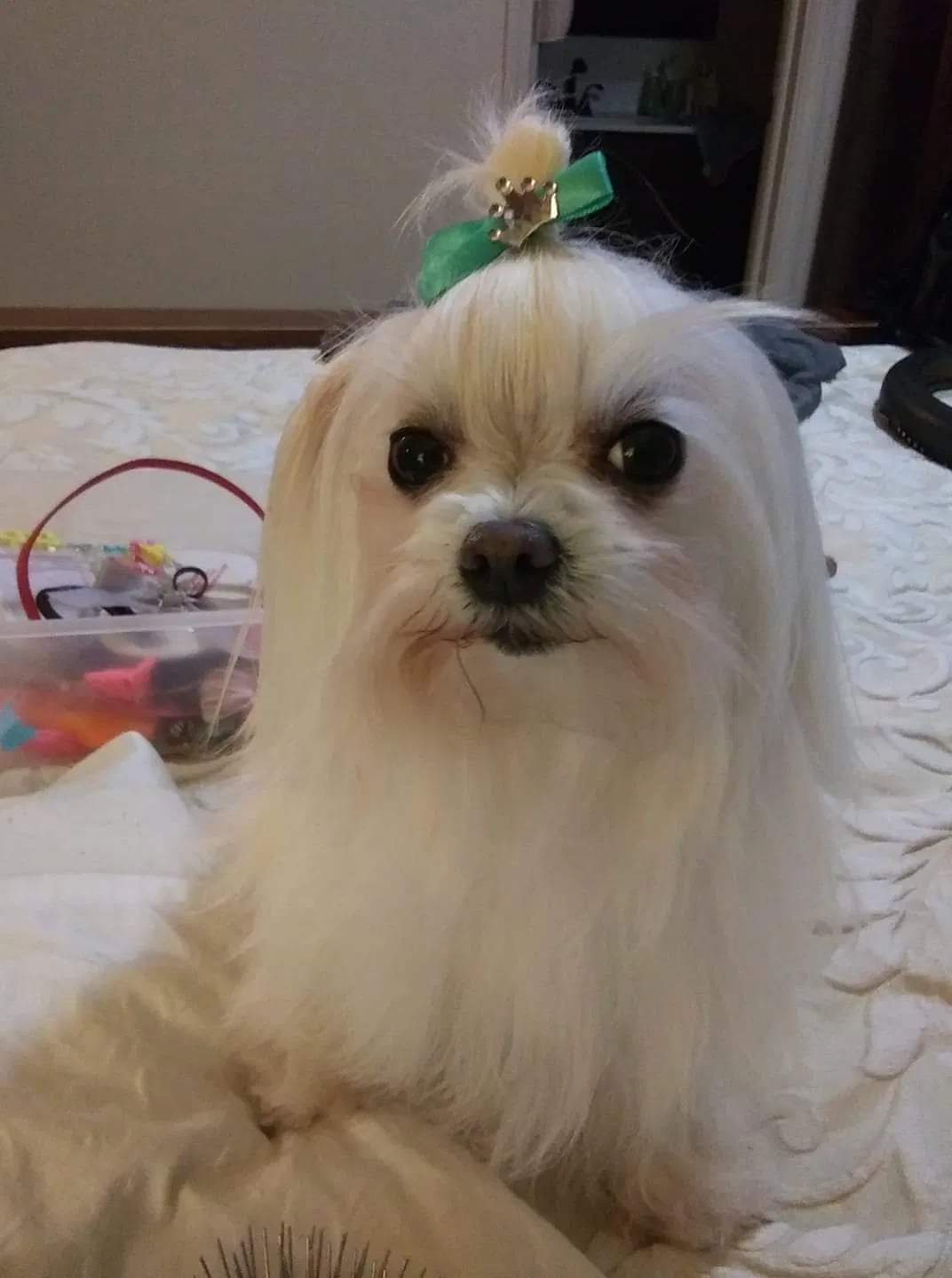 Lost dog in El Paso, TX, 79936