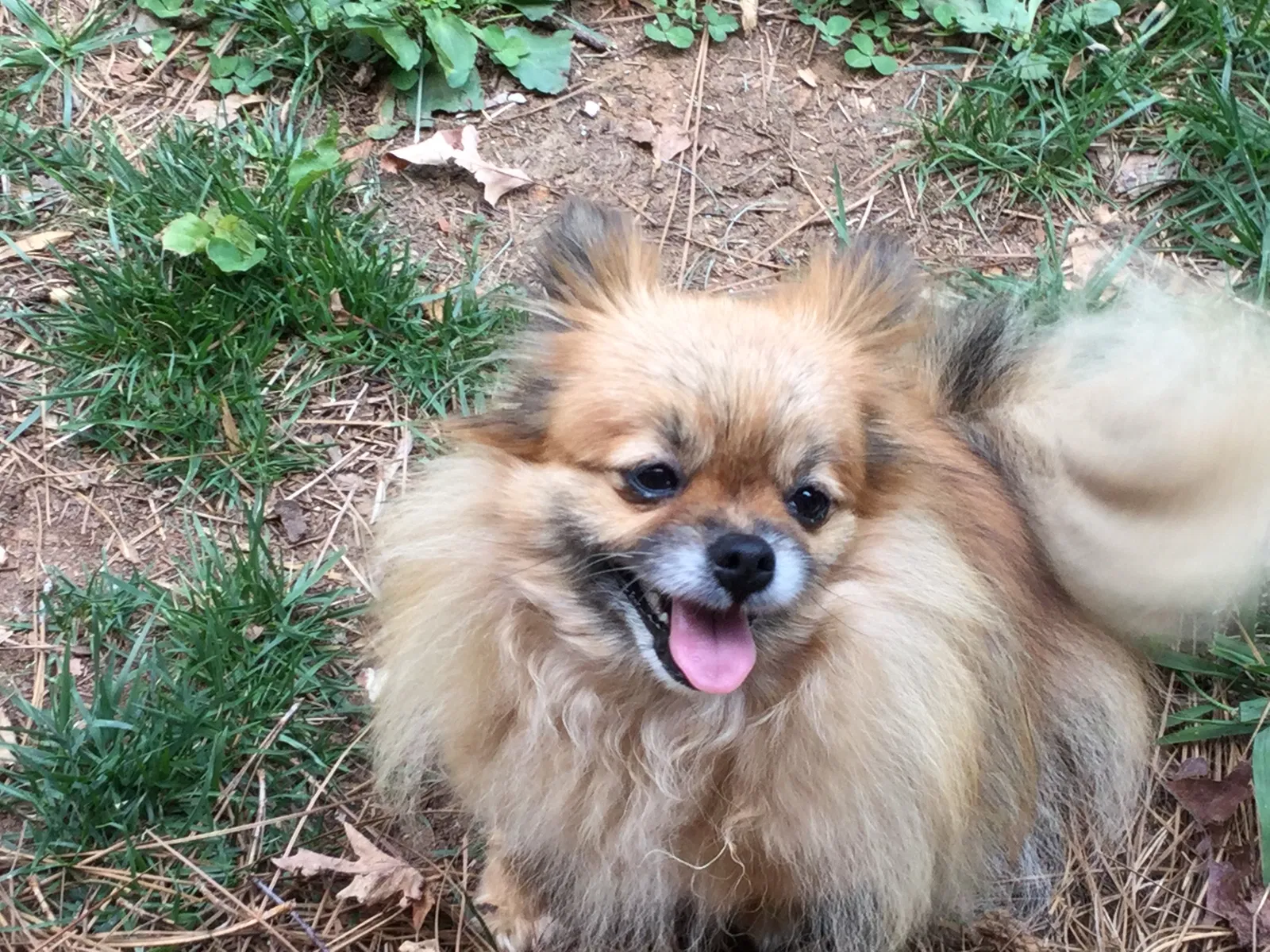 Lost dog in Greensboro, NC, 27407