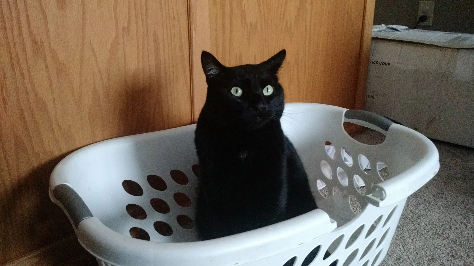 Lost cat in Oshkosh, WI, 54904