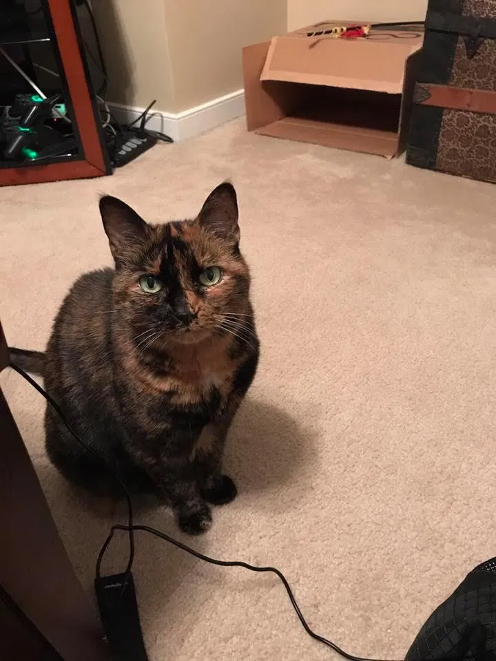 Lost cat in Henrico, VA, 23228