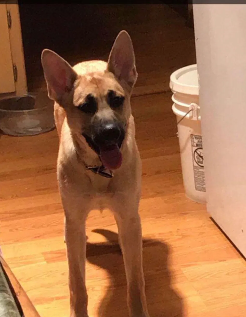 Lost dog in Chicago, IL, 60617