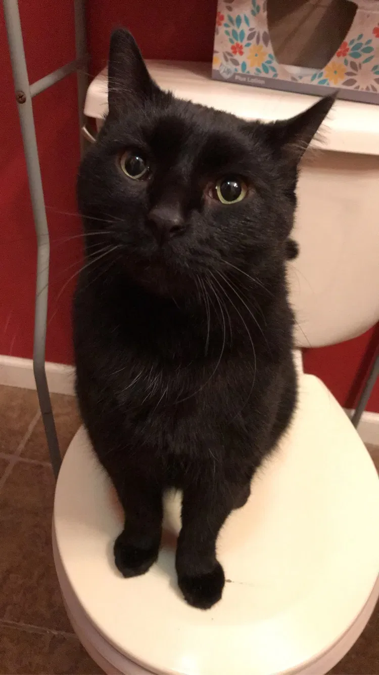 Lost cat in Gary, IN, 46408