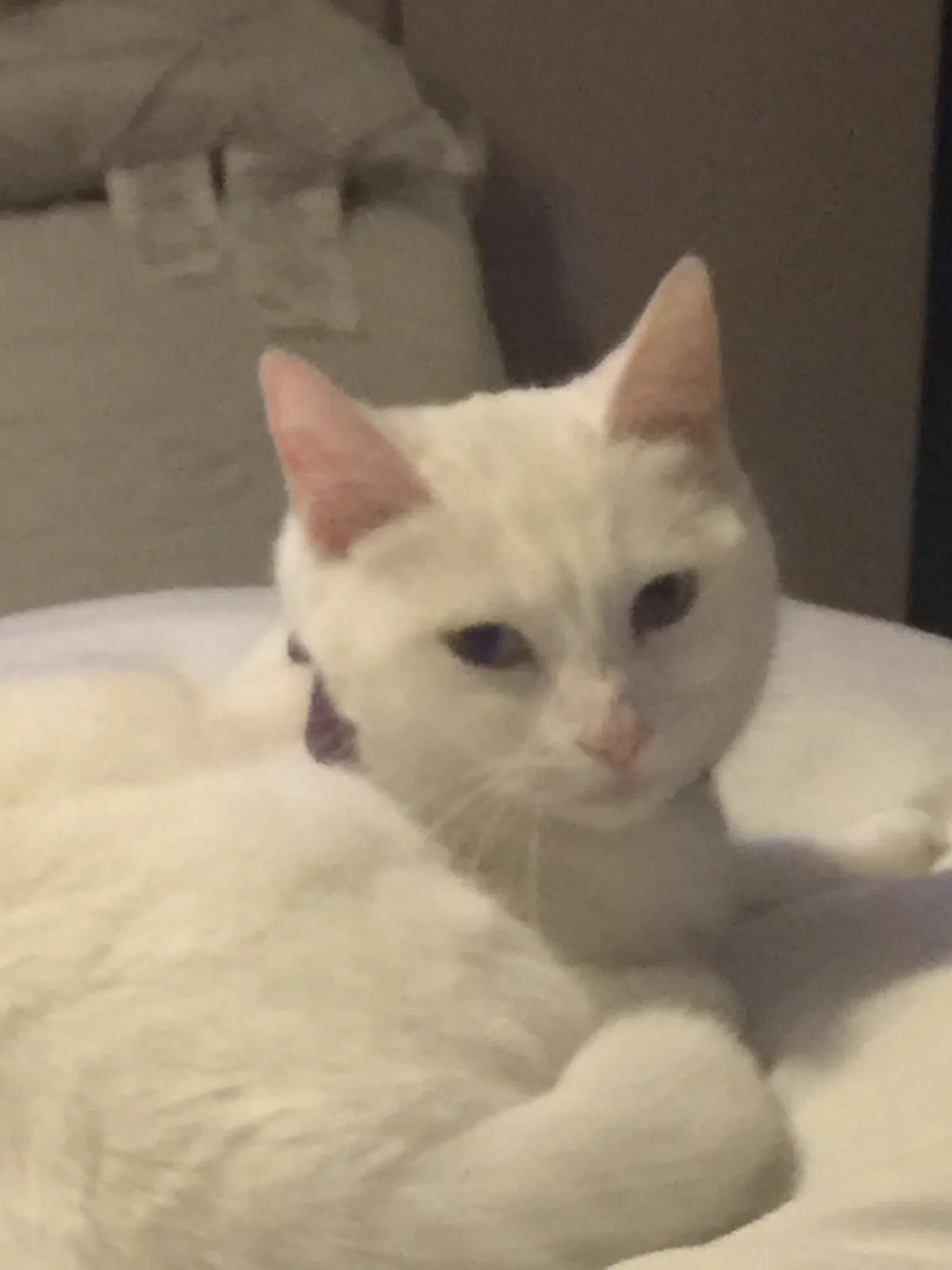 Lost cat in Madera, CA, 93636