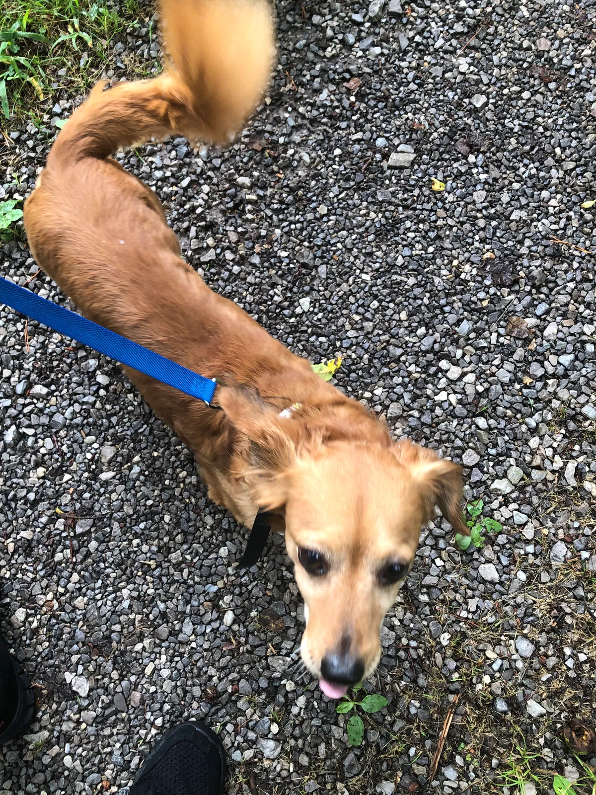 Lost dog in Clinton, TN, 37716