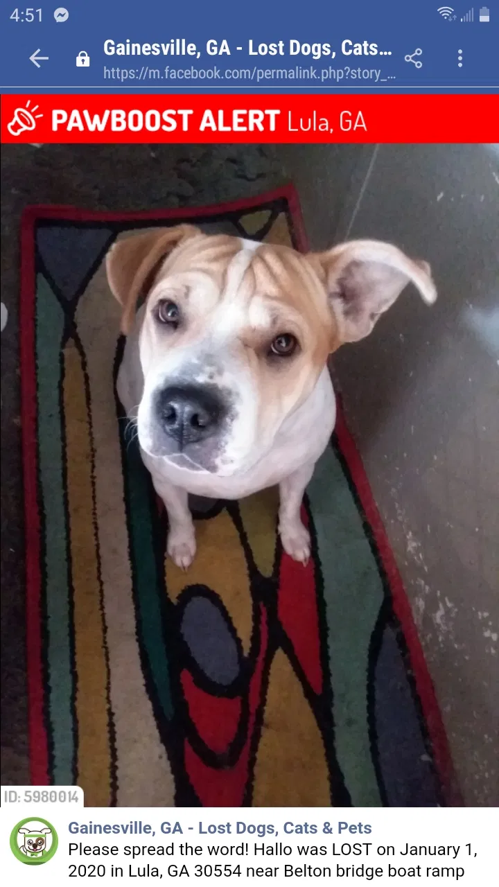 Lost dog in Cleveland, GA, 30528