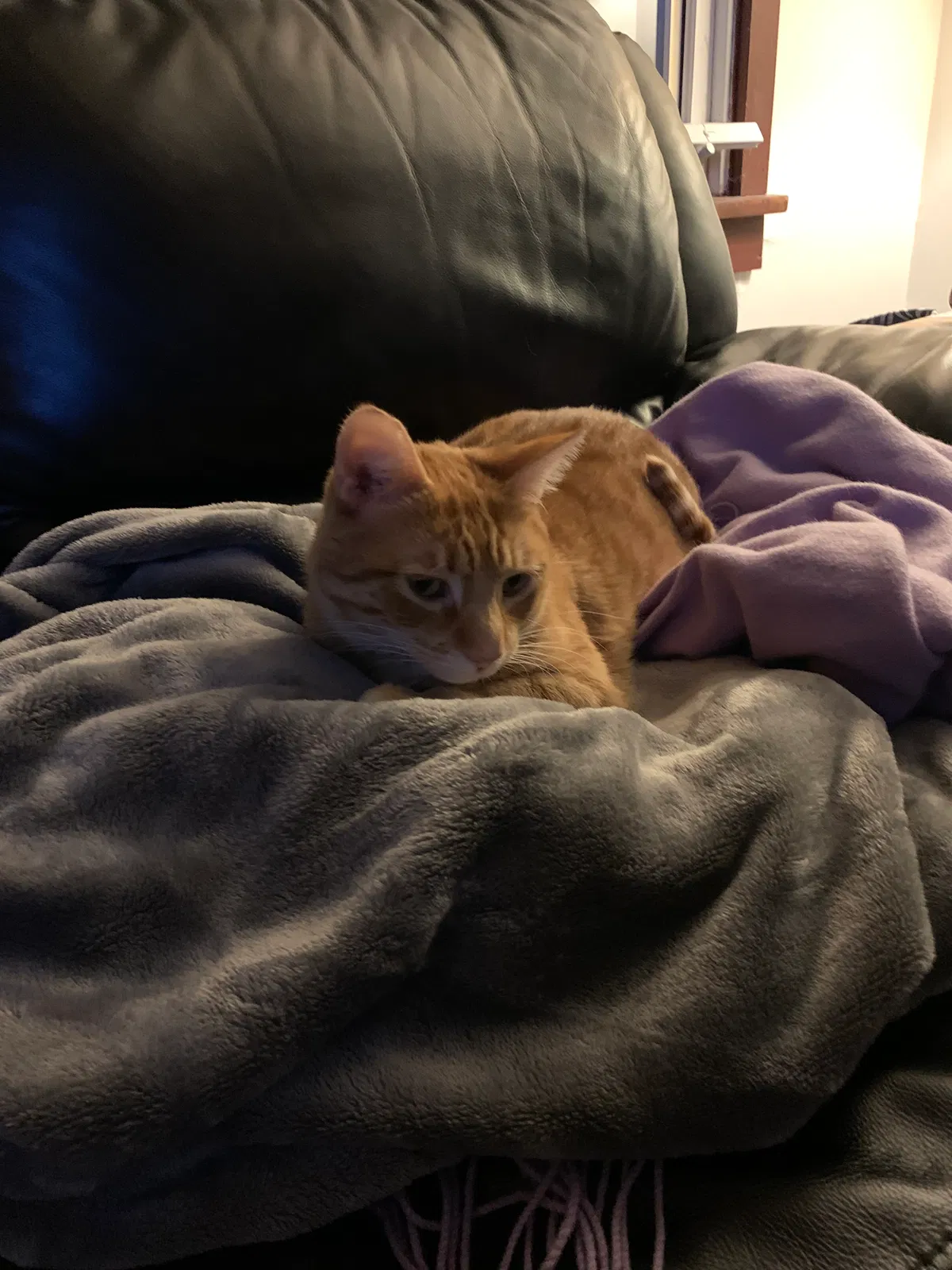 Lost cat in Seattle, WA, 98136
