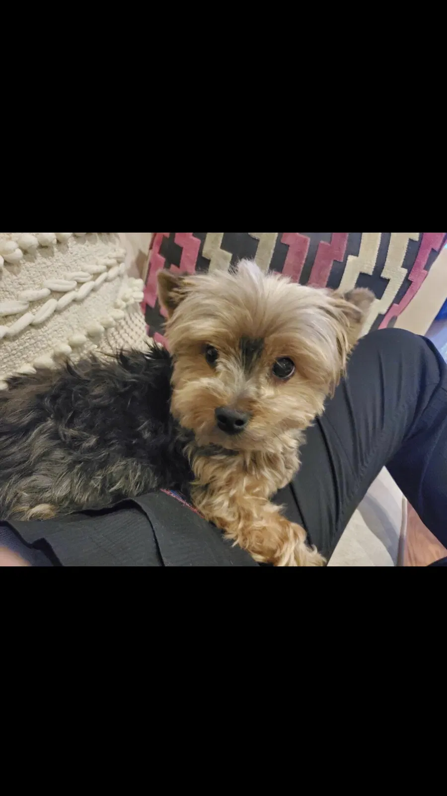 Lost dog in Corpus Christi, TX, 78413