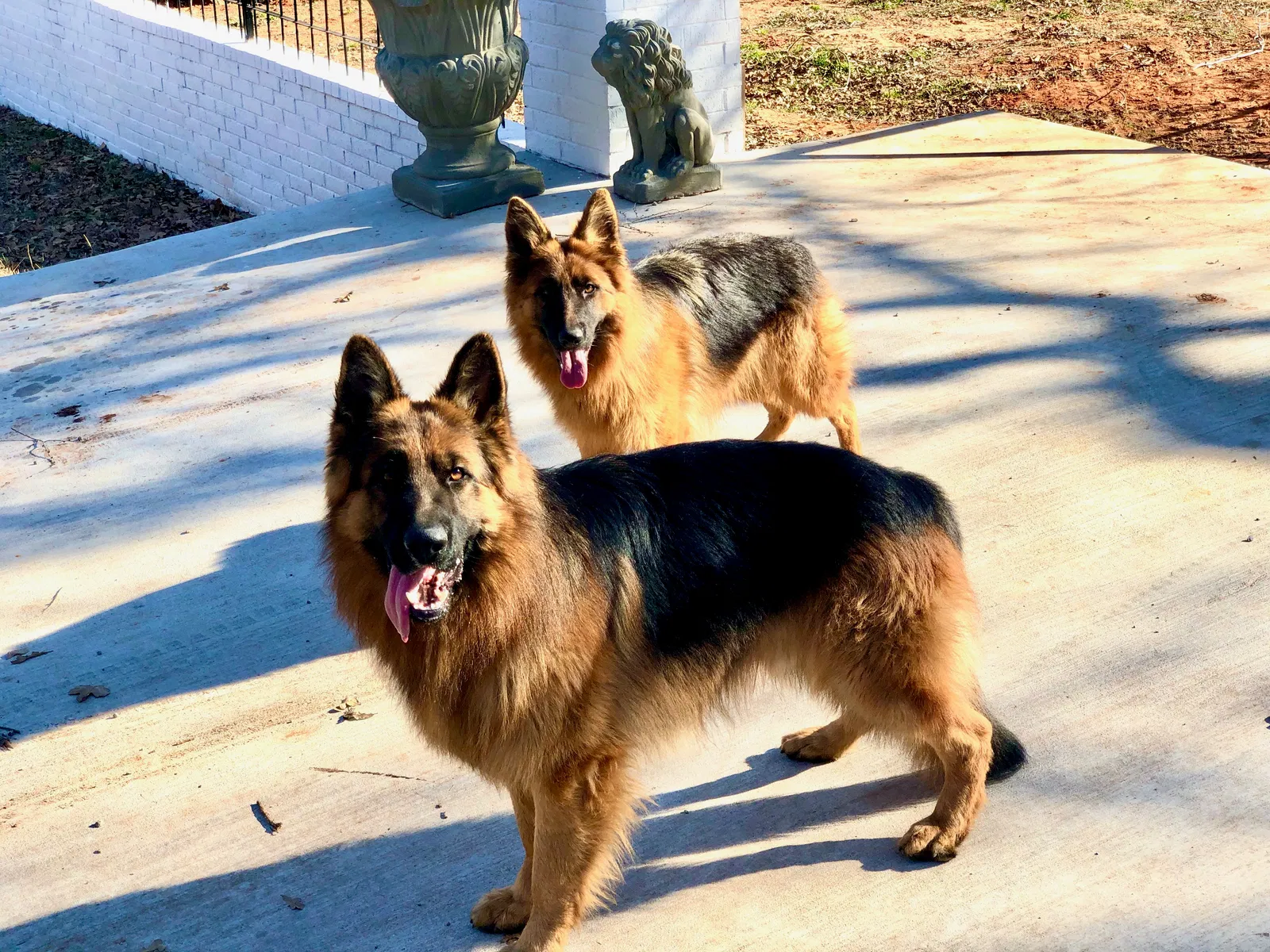 Lost dog in Oklahoma City, OK, 73121